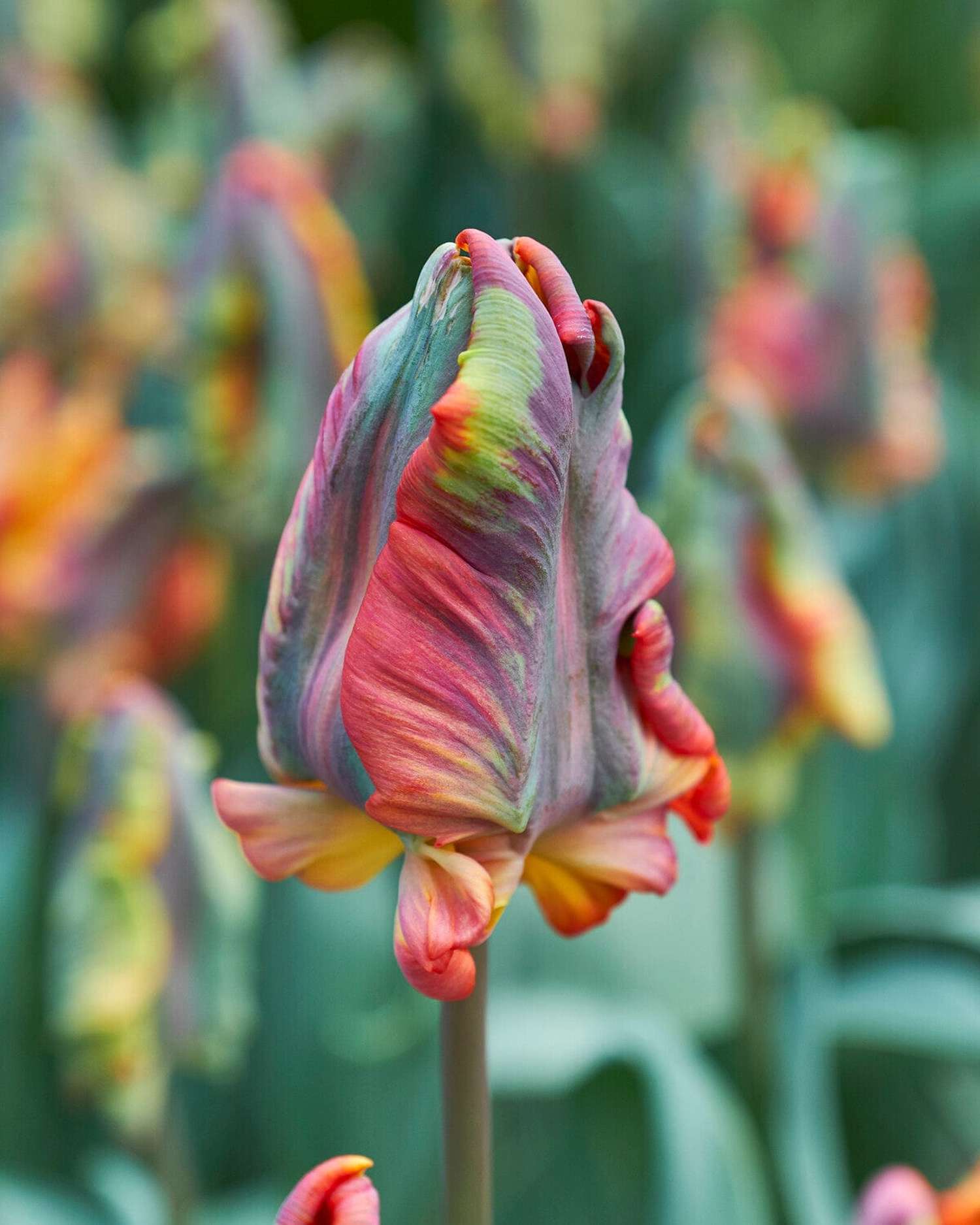 Tulipe 'Rasta Parrot'